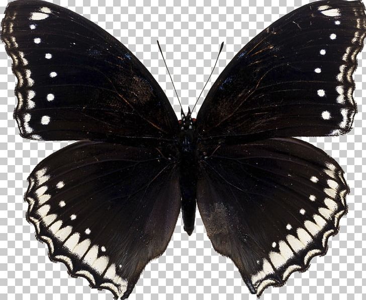 Butterfly Papilio Machaon Moth PNG, Clipart, Arthropod, Black And White, Black Butterfly, Brush Footed Butterfly, Butterfly Free PNG Download