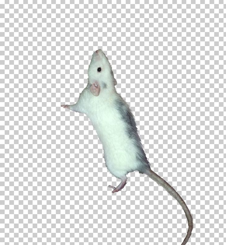 Computer Mouse Fauna Tail PNG, Clipart, Computer Mouse, Electronics, Fauna, Mammal, Mouse Free PNG Download