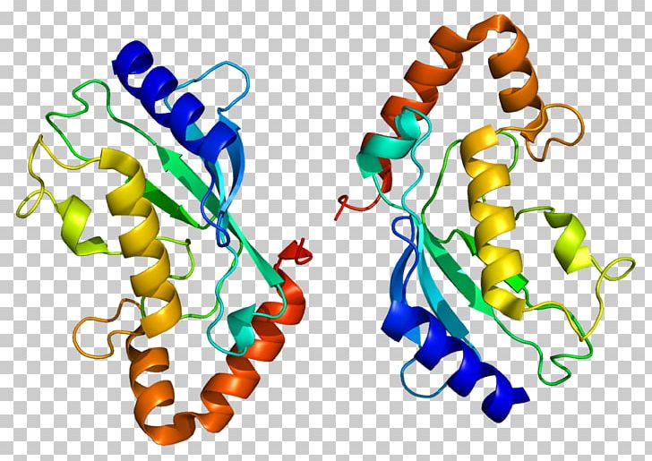 UBE2L6 Ubiquitin-conjugating Enzyme Protein Gene PNG, Clipart, 2 L, Area, Enzyme, Miscellaneous, Others Free PNG Download