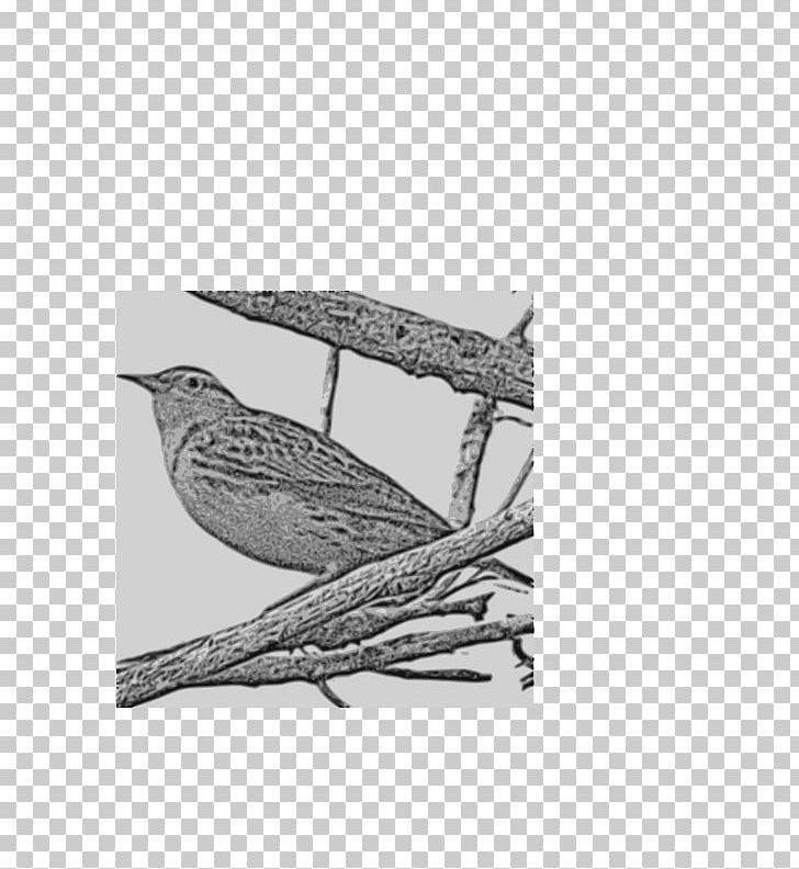 Western Meadowlark State Bird PNG, Clipart, Animals, Beak, Bird, Black And White, Branch Free PNG Download
