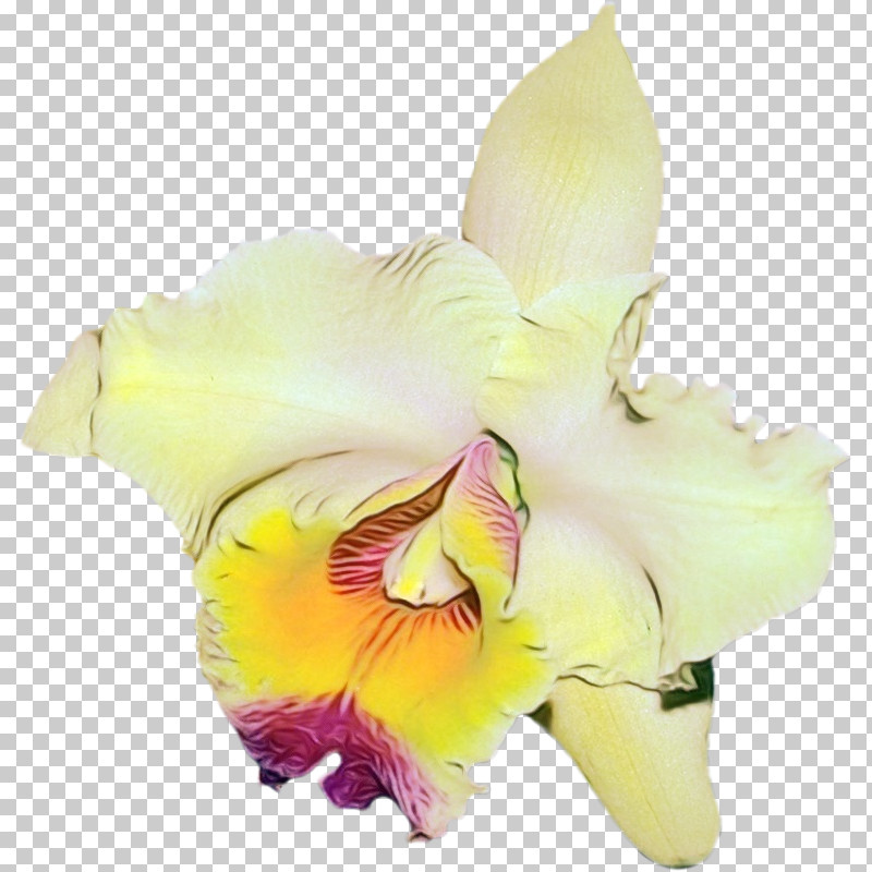 Cut Flowers Gladiolus Moth Orchids Flower Petal PNG, Clipart, Biology, Cut Flowers, Flower, Gladiolus, Moth Orchids Free PNG Download