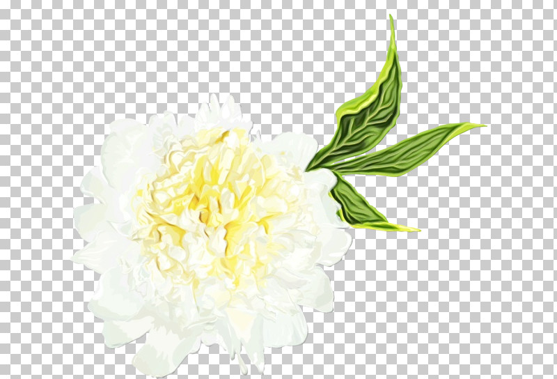 Floral Design PNG, Clipart, Biology, Cut Flowers, Floral Design, Flower, Flower Bouquet Free PNG Download