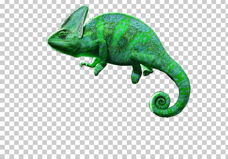 Chameleons Iguanas Animal Nose Elephantidae PNG, Clipart, Android, Animal, Animal Figure, Apk, Chameleon Free PNG Download