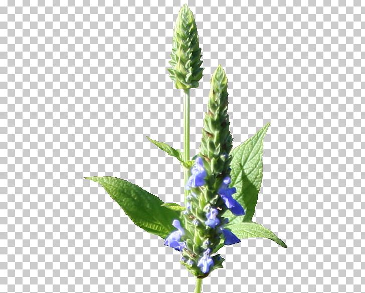 Chia Seed Plant Bugleweed PNG, Clipart, Annual Plant, Bug, Chia, Chia Seed, Common Sage Free PNG Download