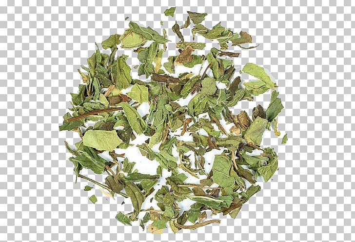 Green Tea Tieguanyin Ingredient Mentha Spicata PNG, Clipart, Active Ingredient, Antioxidant, Food, Green Tea, Herb Free PNG Download