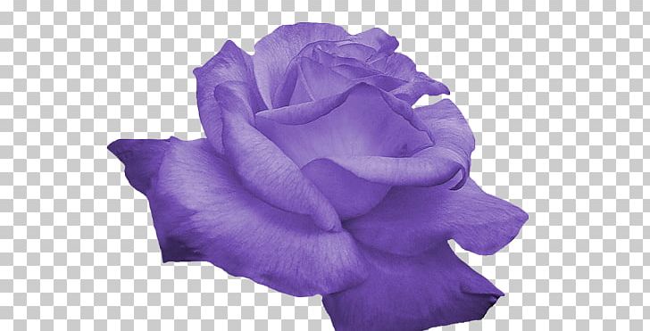 Rose Flower Purple PNG, Clipart, Blue, Blue Rose, Clip Art, Color, Cut Flowers Free PNG Download