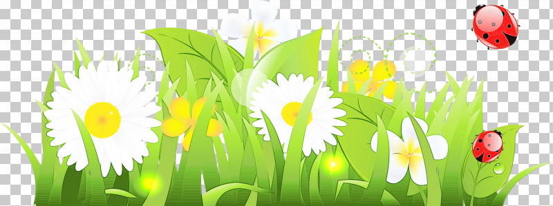 Daisy PNG, Clipart, Camomile, Daisy, Flower, Grass, Grass Family Free PNG Download