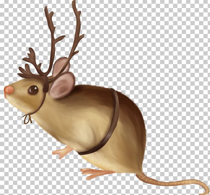Computer Mouse Rat Rodent PNG, Clipart, Animal, Animals, Animation, Computer, Computer Icons Free PNG Download