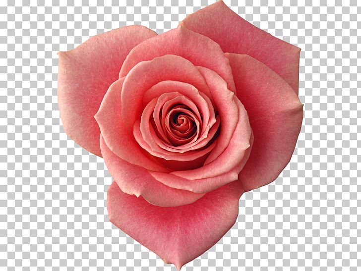 Beach Rose Flower Red Petal Yellow PNG, Clipart, Beach Rose, China Rose, Closeup, Cut Flowers, Floribunda Free PNG Download