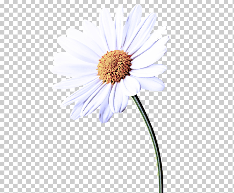 Daisy PNG, Clipart, Aster, Asterales, Camomile, Chamomile, Coneflower Free PNG Download