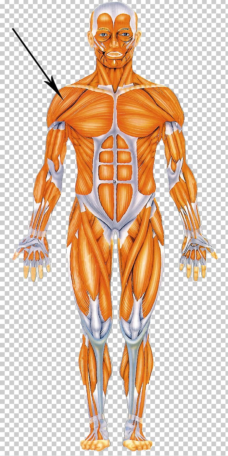Human Body Muscular System Muscle Human Anatomy Homo Sapiens PNG, Clipart, Anatomy, Animal Locomotion, Arm, Art, Fictional Character Free PNG Download