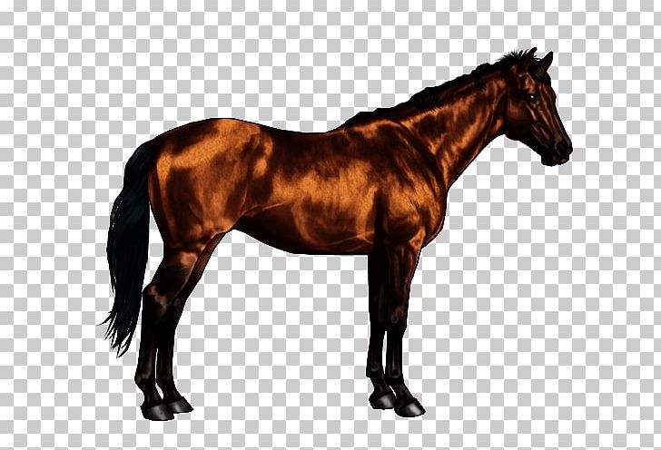Oldenburg Horse Thoroughbred Stallion Lipizzan Hanoverian Horse PNG, Clipart, Animal, Bay, Bit, Black, Equine Anatomy Free PNG Download