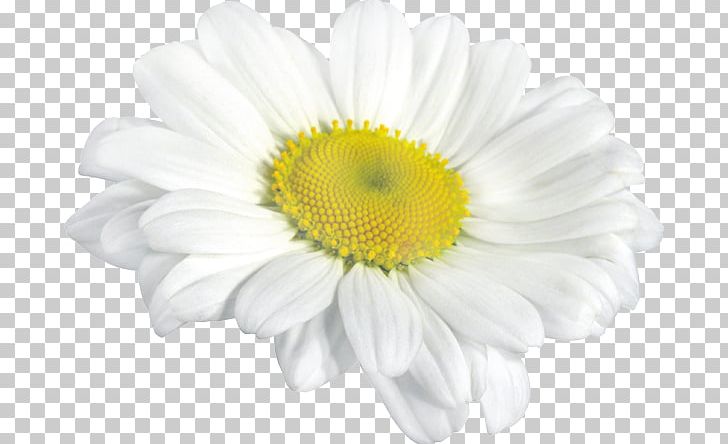 Oxeye Daisy Chrysanthemum Roman Chamomile PNG, Clipart, Argyranthemum, Chamaemelum Nobile, Chamomile, Chrysanths, Cut Flowers Free PNG Download
