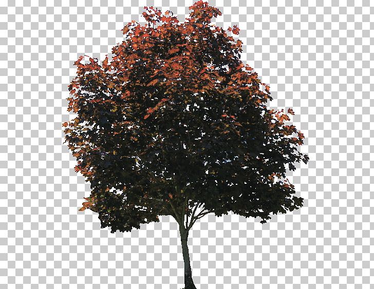 Tree American Sycamore PNG, Clipart, American Sycamore, Architectural Rendering, Branch, Computer Icons, Dark Free PNG Download