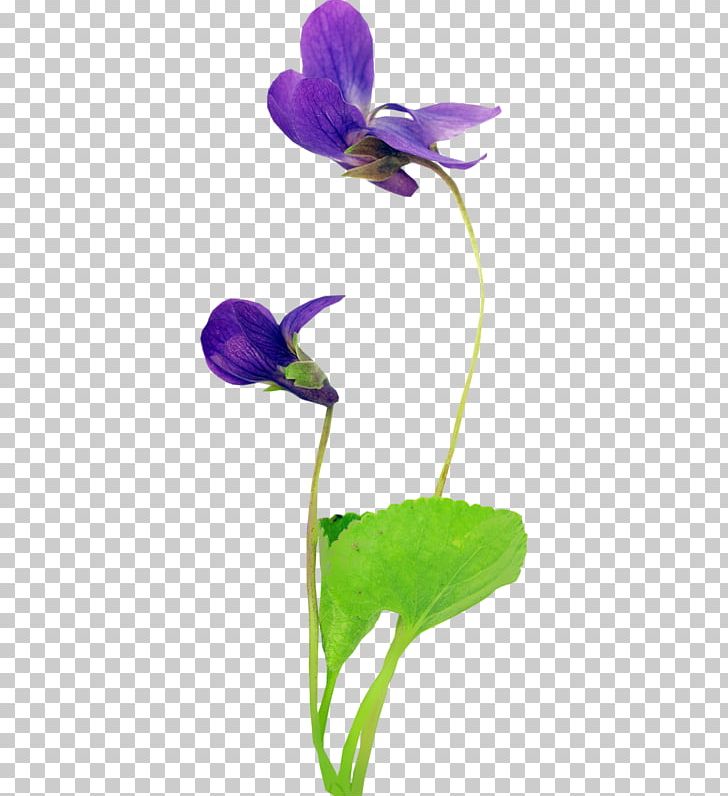 Violet Spring Snowdrop Autumn Flower PNG, Clipart, 2016, Animal, Autumn, Cello, Computer Free PNG Download