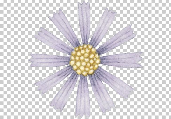 Chrysanthemum Indicum Cartoon Euclidean PNG, Clipart, Blue, Cartoon, Chrysanthemum, Creative, Creativity Free PNG Download