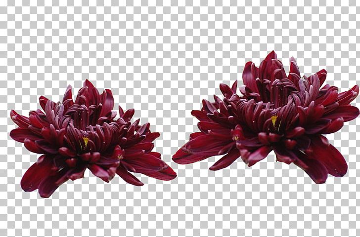 Chrysanthemum Xd7grandiflorum Purple Flower Inkstick PNG, Clipart, Car, Car Accident, Car Parts, Cars Vector, Chrysanthemum Free PNG Download