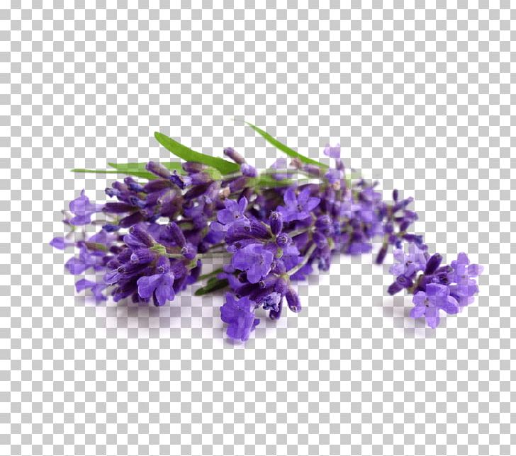 Lavender Oil Essential Oil Cananga Odorata Perfume PNG, Clipart, Aromatherapy, Cananga Odorata, Clary, Coconut Oil, Doterra Free PNG Download