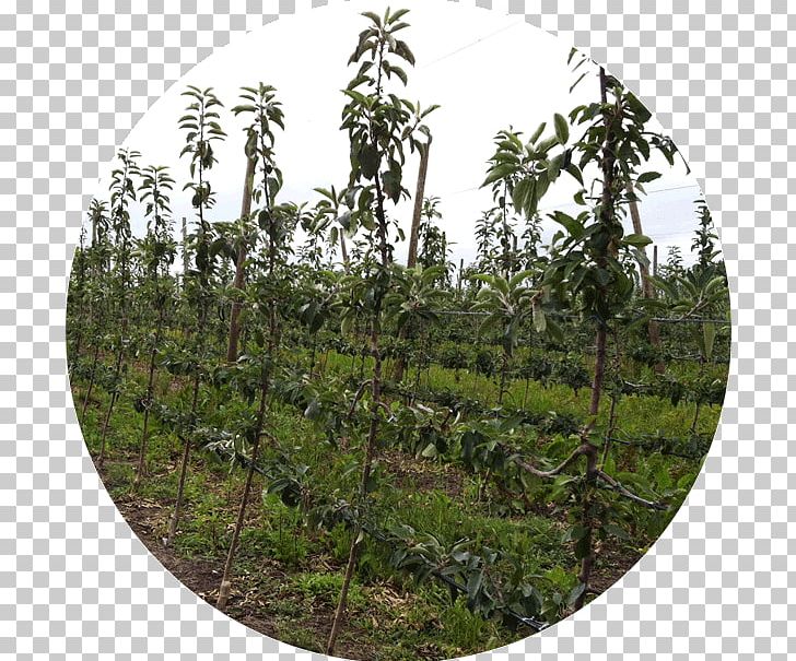 Nutrient Tree Vegetation Crop Agriculture PNG, Clipart, Agriculture, Agronomy, Crop, Fertilisers, Forest Free PNG Download
