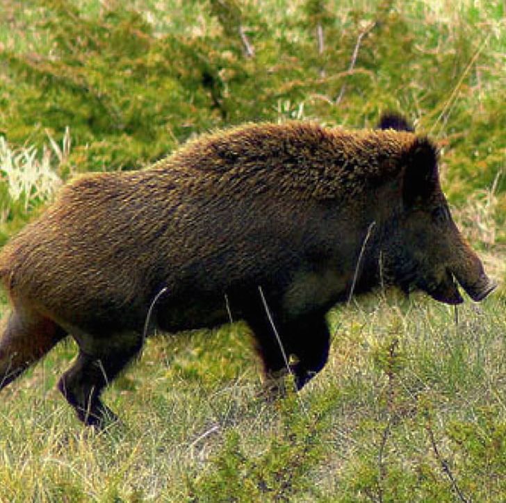 Wild Boar Italy Wiltshire Visayan Warty Pig Celebes Warty Pig PNG, Clipart, Animal, Animals, Boar, Boar Hunting, Celebes Warty Pig Free PNG Download