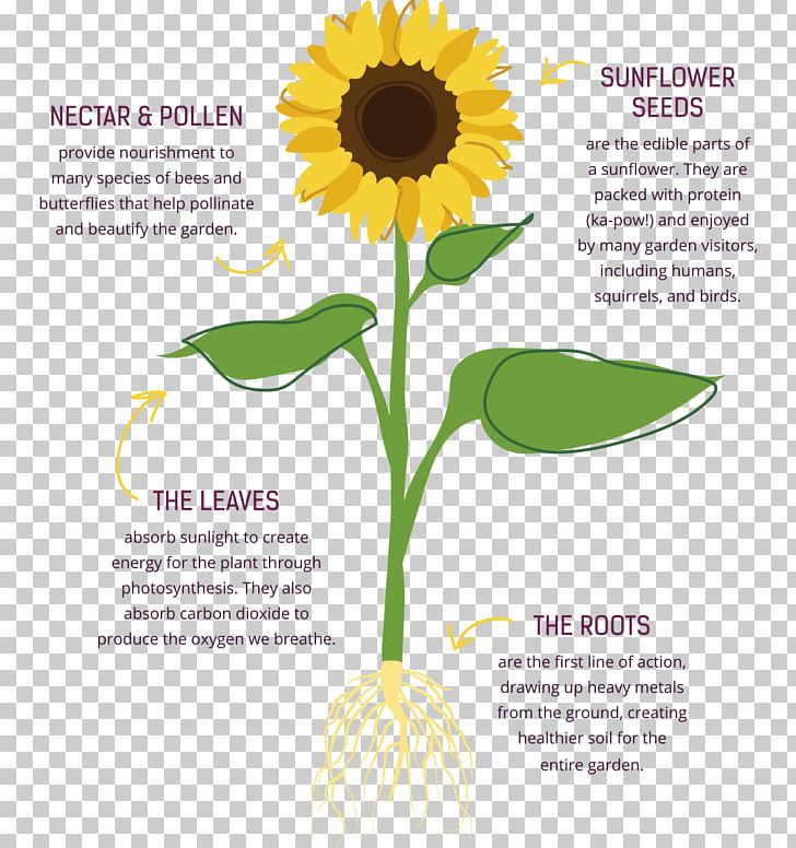 Common Sunflower Sunflower Seed Cut Flowers PNG, Clipart, Common Sunflower, Cut Flowers, Daisy Family, Drawing, Floral Design Free PNG Download