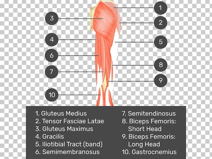 Biceps Femoris Muscle Quadratus Femoris Muscle Gluteal Muscles Gluteus Medius PNG, Clipart, Adductor Magnus Muscle, Angle, Biceps, Biceps Femoris Muscle, Diagram Free PNG Download