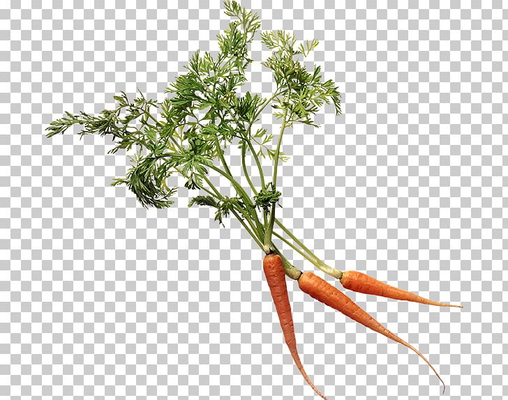 Carrot Computer Icons PNG, Clipart, Archive File, Branch, Carrot, Carrot Face, Computer Icons Free PNG Download