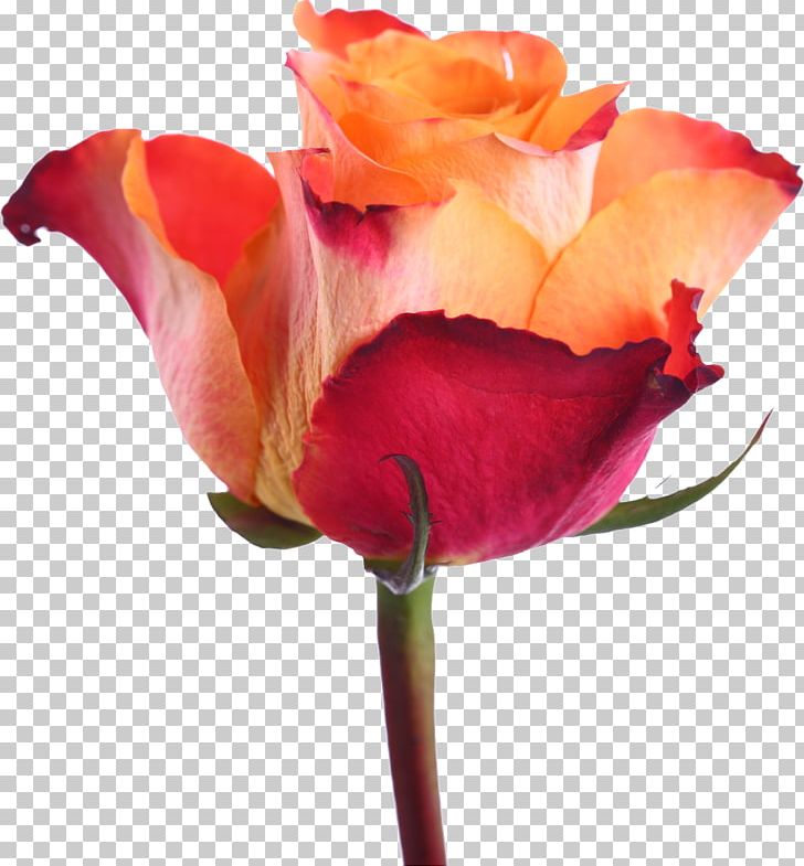 Centifolia Roses Rosa Gallica Garden Roses Floribunda Cut Flowers PNG, Clipart, Adidas, Bud, Centifolia Roses, Closeup, Cut Flowers Free PNG Download