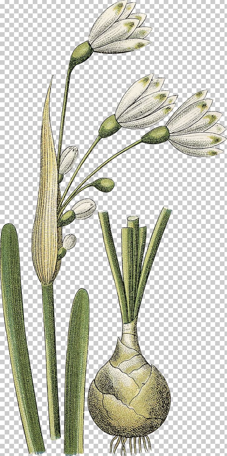 Grasses Flowerpot Plant Stem PNG, Clipart, Commodity, Creative Daffodils, Flora, Flower, Flowering Plant Free PNG Download
