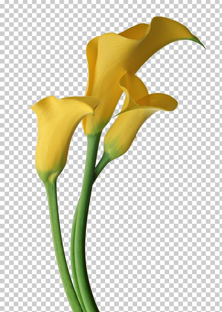 Arum-lily Callalily Flower PNG, Clipart, Alismatales, Arum, Arum Family, Arum Lilies, Arum Lily Free PNG Download