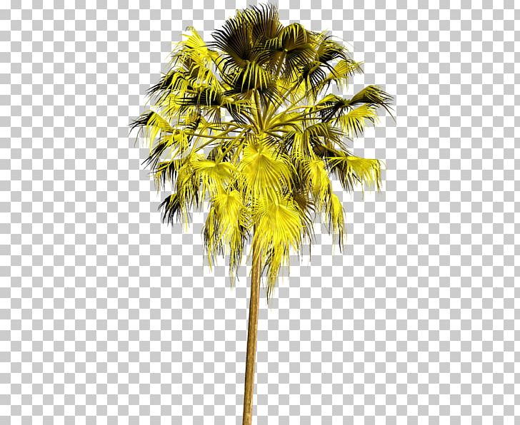 Asian Palmyra Palm Tree Arecaceae Plant PNG, Clipart, 24 July, 27 November, Advertising, Arecaceae, Arecales Free PNG Download