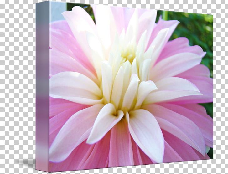 Dahlia Transvaal Daisy Floristry Chrysanthemum Cut Flowers PNG, Clipart, Chrysanthemum, Chrysanths, Cut Flowers, Dahlia, Daisy Family Free PNG Download