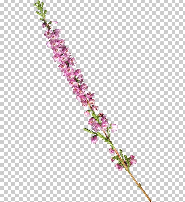 Flower PNG, Clipart, Adobe Illustrator, Beautiful, Branch, Download, Encapsulated Postscript Free PNG Download