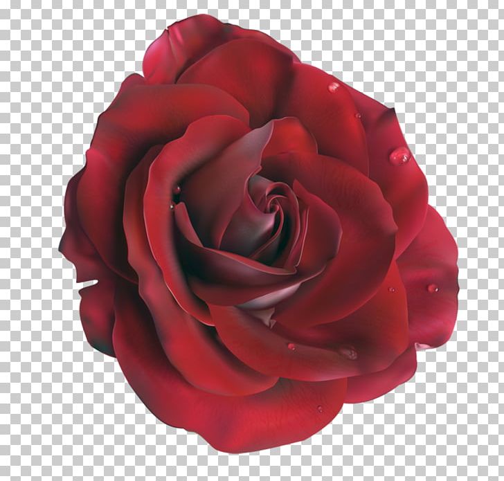 Garden Roses Flower PNG, Clipart, Angel Heart, Artificial Flower, Blue, Blue Rose, Cut Flowers Free PNG Download