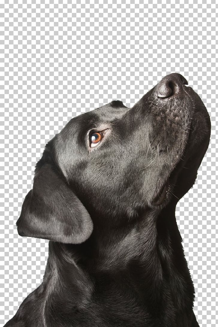 Labrador Retriever Puppy Black Dog Syndrome PNG, Clipart, Animal, Animals, Black Labrador, Carnivoran, Coat Free PNG Download
