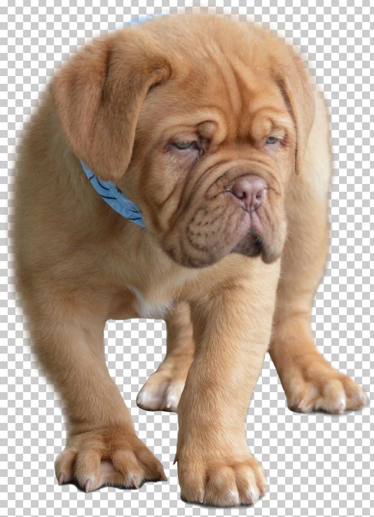 Dog Breed Dogue De Bordeaux Bullmastiff Dorset Olde Tyme Bulldogge Puppy PNG, Clipart, American Kennel Club, Animals, Bordeaux, Breed, Bulldog Free PNG Download