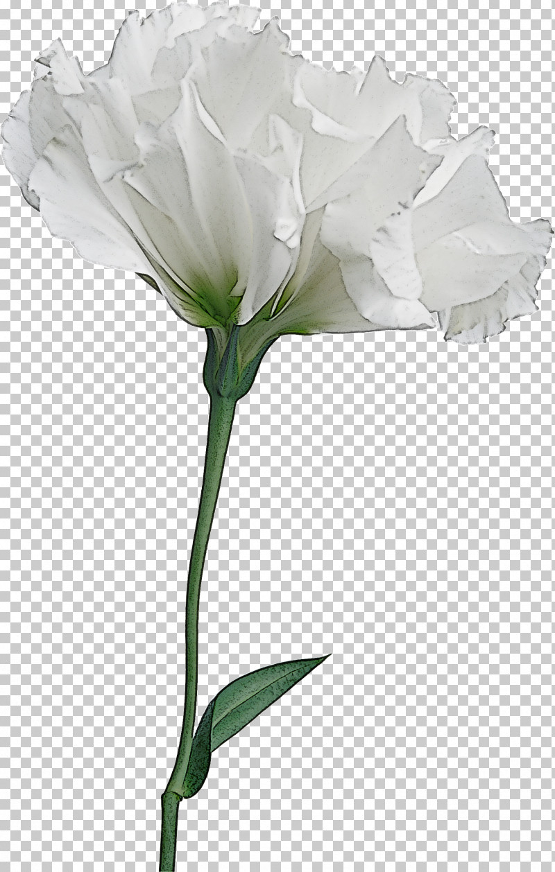 Rose PNG, Clipart, Biology, Bud, Childrens Film, Cut Flowers, Family Free PNG Download