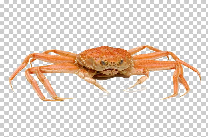 Chinese Mitten Crab Food Horsehair Crab Portunidae PNG, Clipart, Animals, Animal Source Foods, Arthropod, Big Ben, Big Sale Free PNG Download