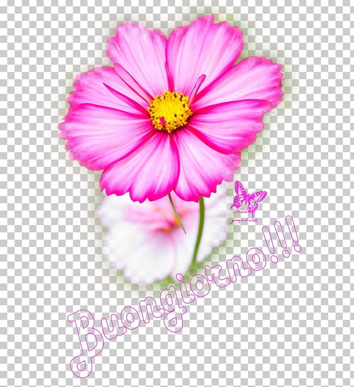 Garden Cosmos Annual Plant Koszmosz–460 Flower PNG, Clipart, Annual Plant, Aster, Blog, Cosmos, Dahlia Free PNG Download