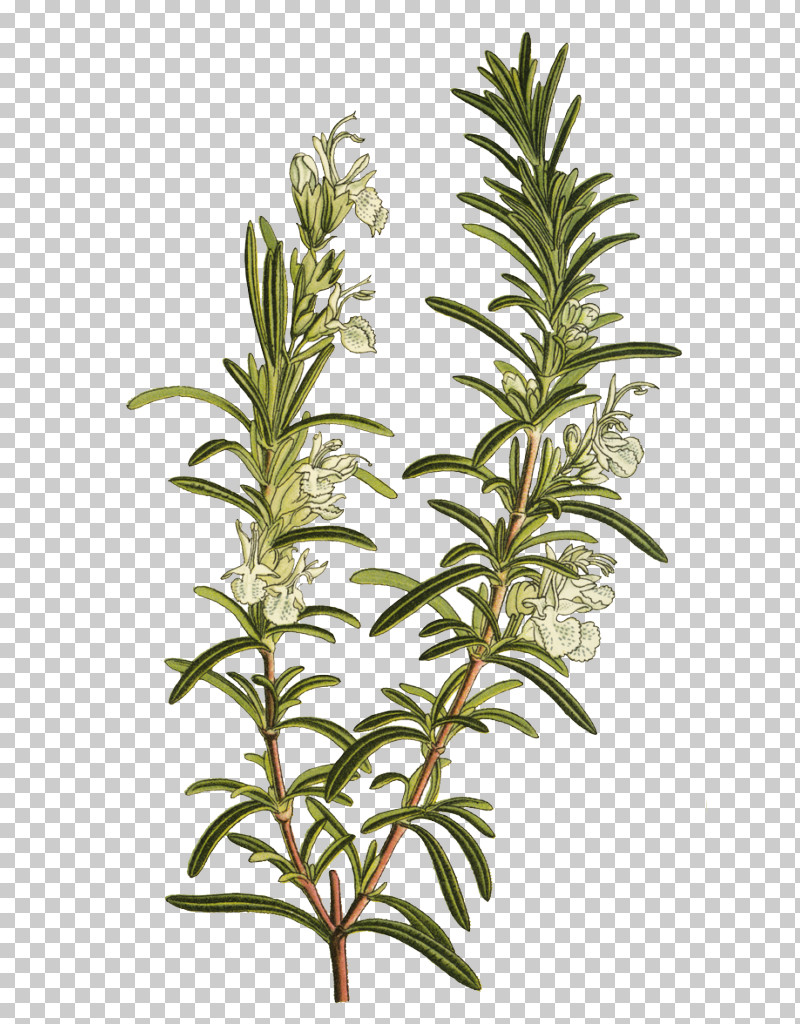 Rosemary PNG, Clipart, Biology, Branch, Herb, Herbal Medicine, Leaf Free PNG Download