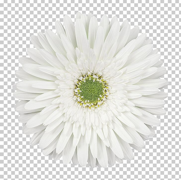 Transvaal Daisy Cut Flowers Blumenversand Chrysanthemum Oxeye Daisy PNG, Clipart, Asterales, Blume, Blumenversand, Chrysanthemum, Chrysanths Free PNG Download
