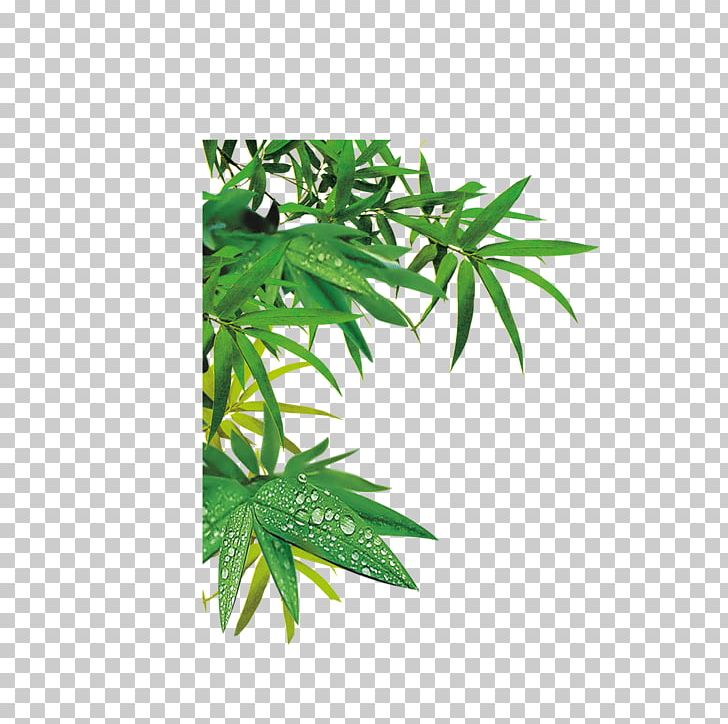 Bamboo Bamboe Zongzi PNG, Clipart, Bamboo, Bamboo Leaves, Cannabis, Christmas Decoration, Computer Icons Free PNG Download