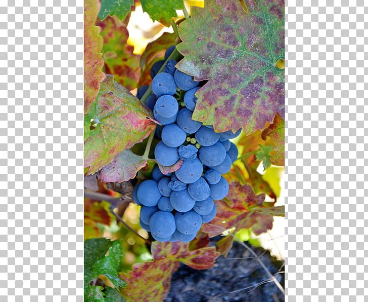 Common Grape Vine Ukiah Cox Vineyard PNG, Clipart, Common Grape Vine, Flowering Plant, Food, Fruit, Fruit Nut Free PNG Download