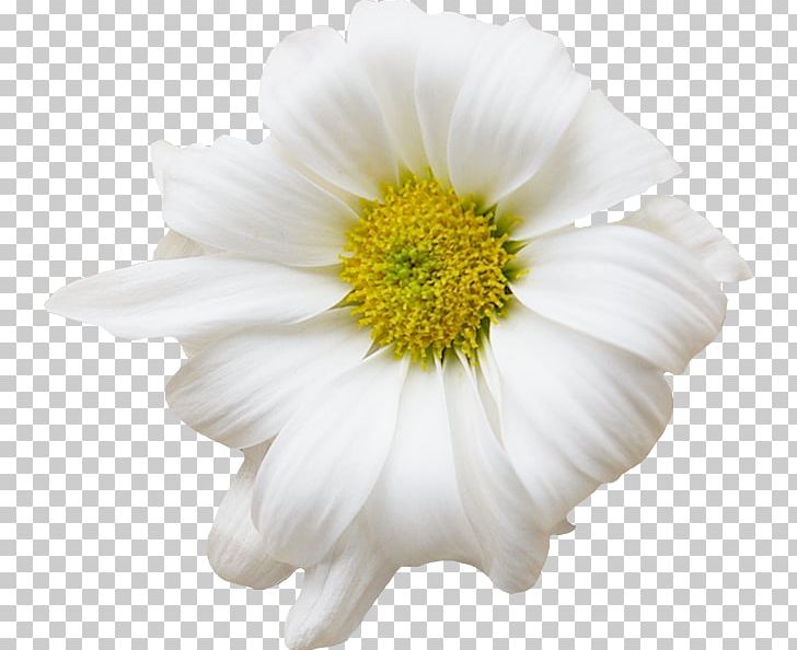 German Chamomile Flower Common Daisy PNG, Clipart, Annual Plant, Anthemis, Chamaemelum Nobile, Chamomile, Chrysanths Free PNG Download
