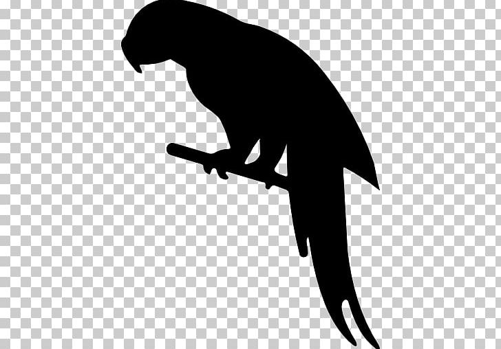 Parrot Bird Chinchilla Silhouette PNG, Clipart, Animal, Animals, Beak, Bird, Black Free PNG Download