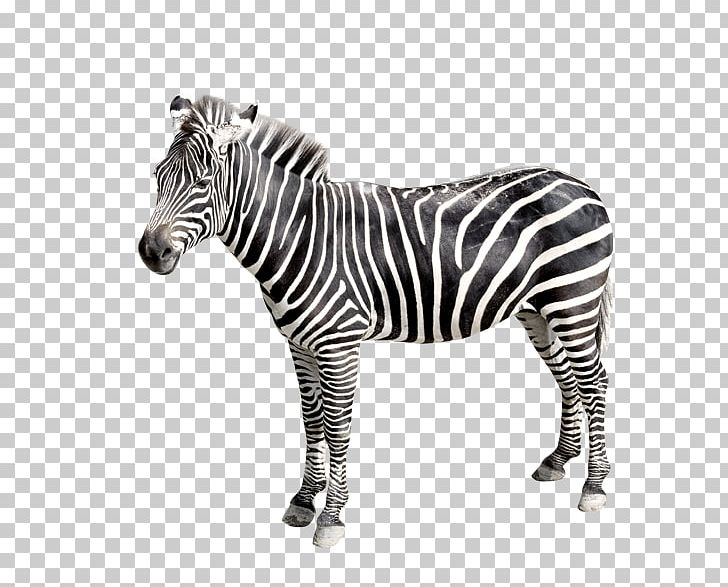 Zebra PNG, Clipart, Abstraction, Animal, Animals, Computer Icon, Doll Free PNG Download