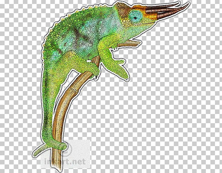 Chameleons Reptile Lizard Drawing Panther Chameleon PNG, Clipart, Amphibian, Animal, Animals, Chameleon, Chameleons Free PNG Download