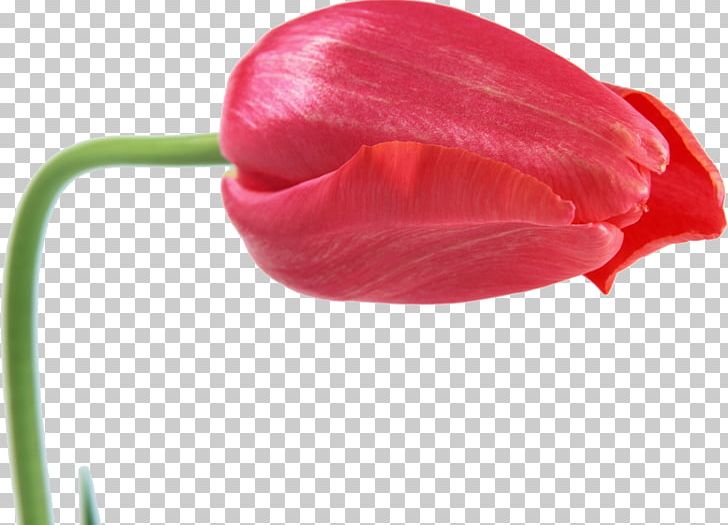 Desktop Cut Flowers Tulip Photography PNG, Clipart, Bell Peppers And Chili Peppers, Chili Pepper, Cut Flowers, Desktop Environment, Desktop Wallpaper Free PNG Download