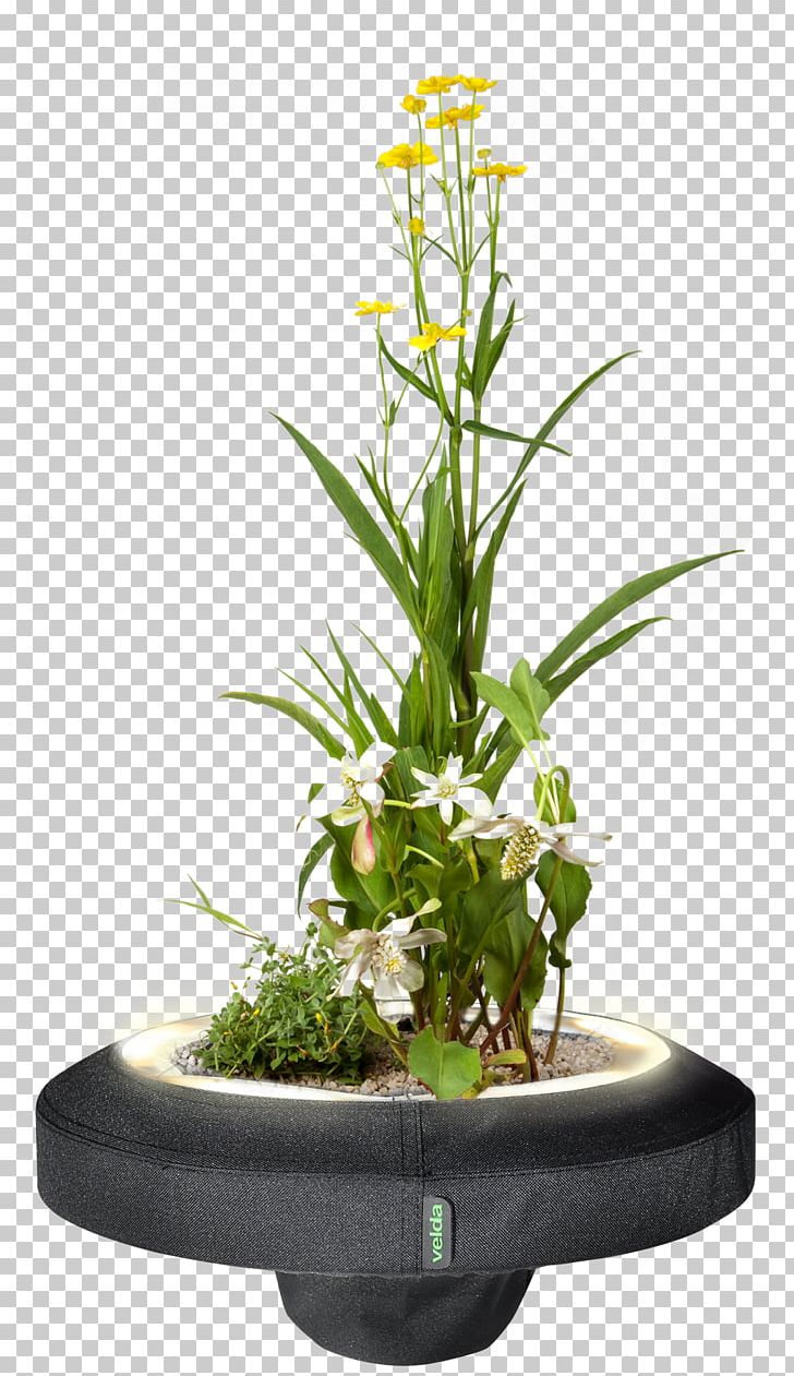 Aquatic Plants Lighting Pond PNG, Clipart, Aquatic Plants, Cut Flowers, Flora, Floral Design, Floristry Free PNG Download