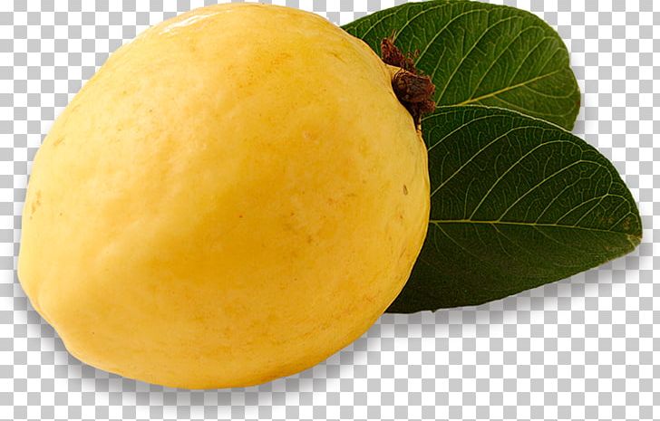 Citron Lemon Superfood PNG, Clipart, Citron, Citrus, Food, Fruit, Lemon Free PNG Download